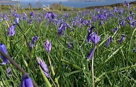 Bluebells on Inch Kenneth Christina Macaulay