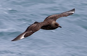 Great Skua or Bonxie James Fairbairns