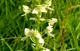 Butterfly orchid Ian Grieve