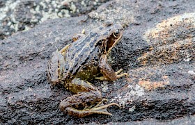 Common Frog Alan and Janet Dixon