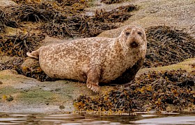 common seal bob brewer