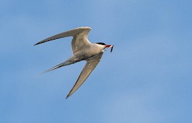 Common Tern Alan and Janet Dixon