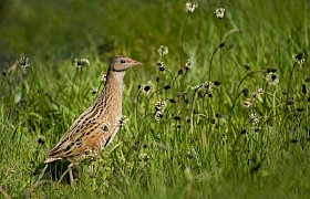 Corncrake on Iona Nigel Spencer