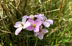 Cuckoo flower Christina Macaulay