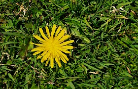 Rare St Kilda Dandelion Nigel Spencer