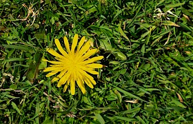 Rare St Kilda Dandelion Nigel Spencer