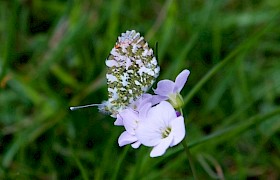 Orange tip butterfly with wings close, feeding on cuckoo flower. Photo Derek Prescott