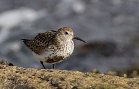 Dunlin in breeding plumage Mick Temple