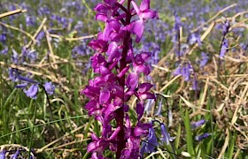 early purple orchid christina macaulay