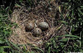 Herring Gull Nest Richard Rees
