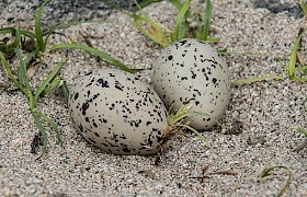 Arctic Tern Nest on Hyskier Richard Rees
