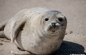 Grey seal on Mingulay by guest Richard Rees