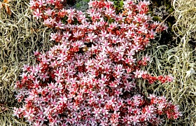 English Stonecrop Alan and Janet Dixon