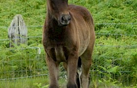 Eriskay Foal Julie Ackroyd
