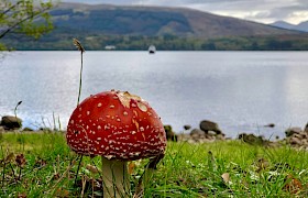 Fly agaric mushroom James Fairbairns