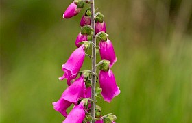 Foxglove on Eigg Nigel Spencer