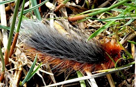 Garden tiger moth caterpillar Kerren Harris