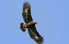 Golden Eagle Nigel Spencer