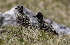 Golden Plover Mick Temple