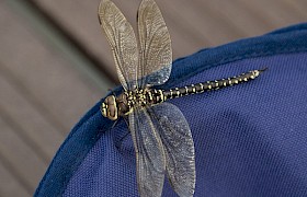 Golden ringed dragonfly Nigel Spencer