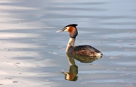 great crested grebe Nigel Spencer