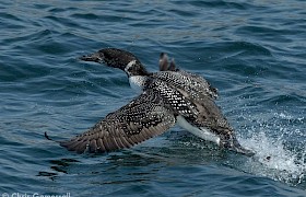Great northern diver Chris Gomersall