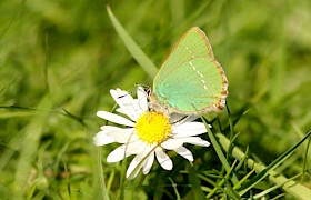 green hairstreak butterfly Iain Grieve
