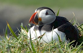 Puffin on Lunga Heather Parry
