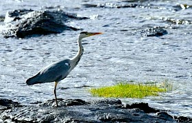 Grey Heron by Lynsey Bland