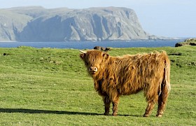 Young Highland Cow Sanday Nigel Spencer