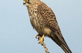 Kestrel Nigel Spencer