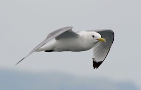 kittiwake bob brewer