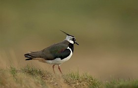 lapwing Nigel Spencer