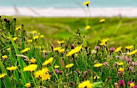 Cats ear in machair James Fairbairns