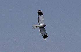 Male Hen Harrier Lynsey Bland