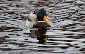 Mallard James Fairbairns