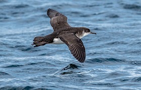 Manx shearwater Alan and Janet Dixon