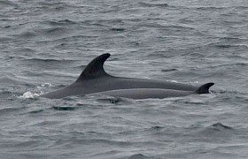 Minke whale and calf Sam Udale-Smith