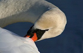 Mute swan Nigel Spencer