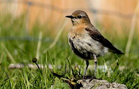 Northern wheater Mick Temple