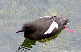 Black Guillemot or Tystie at Oban Peter Skelton