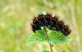 Caterpillar of fox moth Sultan Saddiqui
