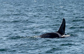 Orca Nigel Spencer