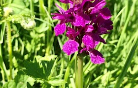 northern marsh orchid Will Smith
