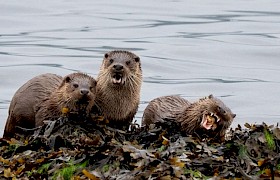 Otters Bob Brewer