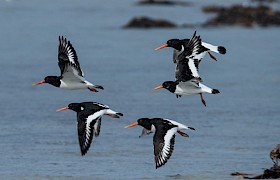 oystercatchers Richard Rees