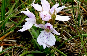 Hebridean spotted orchid Hirta StKilda Peter Skelton