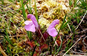 Lousewort Peter Skelton