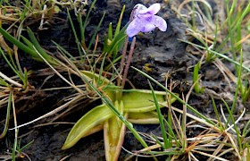 butterwort Peter Skelton