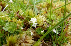 Hedge Bedstraw Hirta St Kilda Peter Skelton